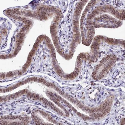 Immunohistochemistry (Formalin/PFA-fixed paraffin-embedded sections) - Anti-TCOF1 antibody (AB224544)