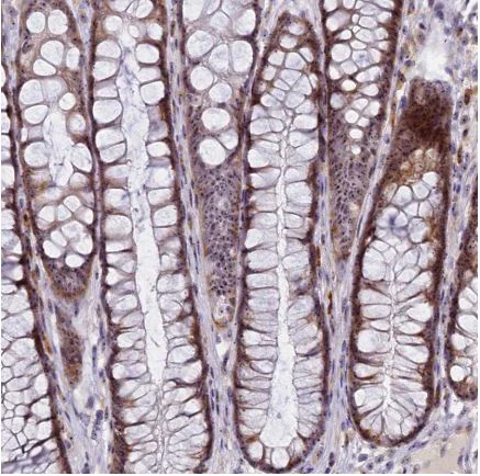 Immunohistochemistry (Formalin/PFA-fixed paraffin-embedded sections) - Anti-TCOF1 antibody (AB224544)