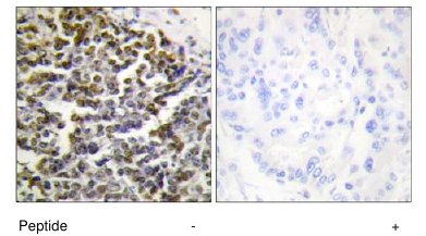 Immunohistochemistry (Formalin/PFA-fixed paraffin-embedded sections) - Anti-TCOF1 antibody (AB65212), expandable thumbnail