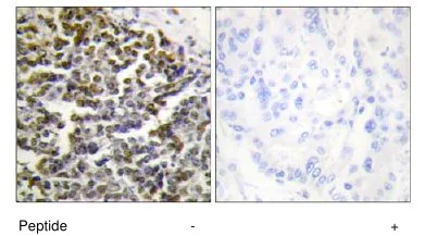 Immunohistochemistry (Formalin/PFA-fixed paraffin-embedded sections) - Anti-TCOF1 antibody (AB65212)