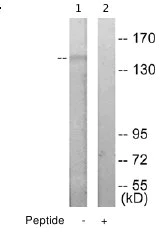 Western blot - Anti-TCOF1 antibody (AB65212)