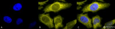Immunocytochemistry/ Immunofluorescence - Anti-TCP1 alpha/CCTA antibody [91a] (AB240903), expandable thumbnail
