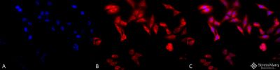 Immunocytochemistry/ Immunofluorescence - Anti-TCP1 alpha/CCTA antibody [91a] (AB240903), expandable thumbnail