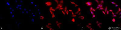 Immunocytochemistry/ Immunofluorescence - Anti-TCP1 alpha/CCTA antibody [91a] (AB240903)