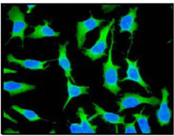 Immunocytochemistry/ Immunofluorescence - Anti-TCP1 alpha/CCTA antibody [EPR4081] (AB92587)