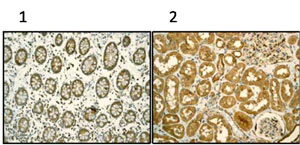 Immunohistochemistry (Formalin/PFA-fixed paraffin-embedded sections) - Anti-TCP1 alpha/CCTA antibody [EPR4081] - BSA and Azide free (AB247587)