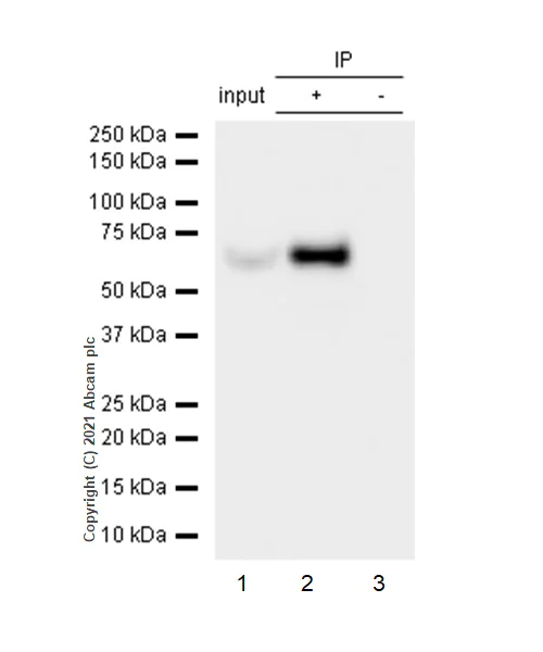 Immunoprecipitation - Anti-TCP1 alpha/CCTA antibody [EPR4081] - BSA and Azide free (AB247587)