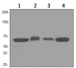 Western blot - Anti-TCP1 alpha/CCTA antibody [EPR4081] - BSA and Azide free (AB247587)
