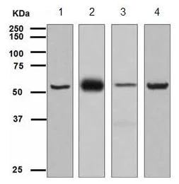Western blot - Anti-TCP1 alpha/CCTA antibody [EPR4082] (AB109126)