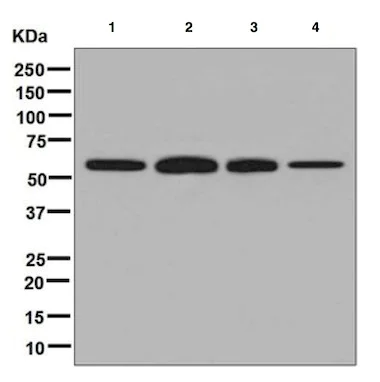 Western blot - Anti-TCP1 delta antibody [EPR8495(B)] (AB129072)