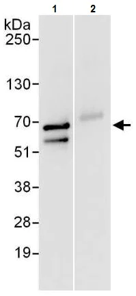 Immunoprecipitation - Anti-TCP1 epsilon/CCT5 antibody (AB225876)