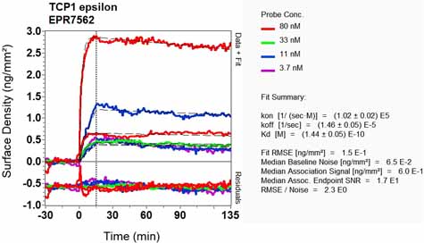 OI-RD Scanning - Anti-TCP1 epsilon/CCT5 antibody [EPR7562] - BSA and Azide free (AB248261), expandable thumbnail
