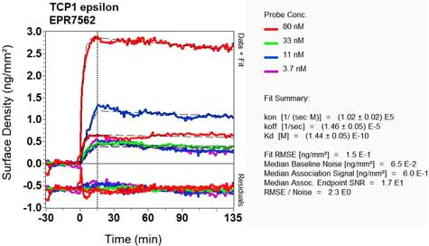 OI-RD Scanning - Anti-TCP1 epsilon/CCT5 antibody [EPR7562] - BSA and Azide free (AB248261)