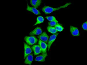Immunocytochemistry/ Immunofluorescence - Anti-TCP1 eta antibody [EPR10944(B)] - BSA and Azide free (AB249375)