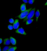 Immunocytochemistry/ Immunofluorescence - Anti-TCP1 eta antibody [EPR10945(B)] - BSA and Azide free (AB249544), expandable thumbnail