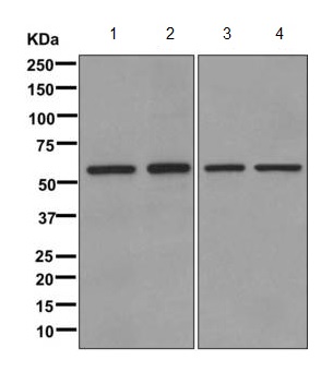Western blot - Anti-TCP1 eta antibody [EPR10945(B)] - BSA and Azide free (AB249544), expandable thumbnail
