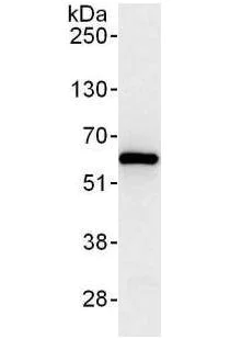 Immunoprecipitation - Anti-TCP1 theta antibody (AB176691)