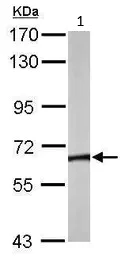 Western blot - Anti-TCP1 theta antibody (AB96321)