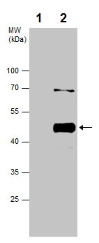 Immunoprecipitation - Anti-TCPTP antibody (AB227916)