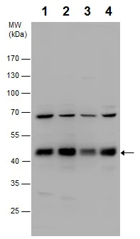 Western blot - Anti-TCPTP antibody (AB227916)