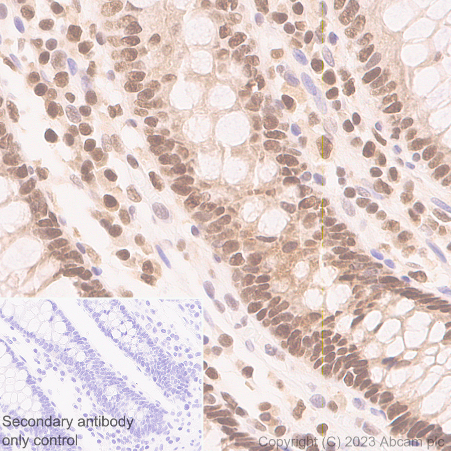 Immunohistochemistry (Formalin/PFA-fixed paraffin-embedded sections) - Anti-TCPTP antibody [EPR28199-34] - BSA and Azide free (ab314497), expandable thumbnail