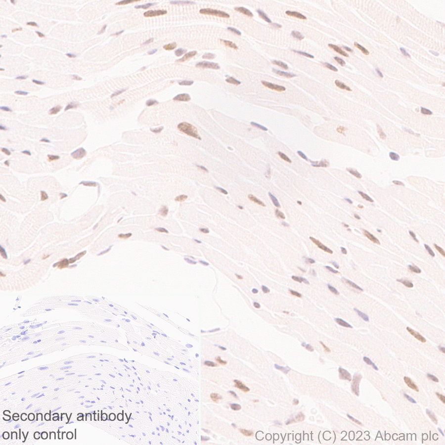 Immunohistochemistry (Formalin/PFA-fixed paraffin-embedded sections) - Anti-TCPTP antibody [EPR28199-34] - BSA and Azide free (ab314497), expandable thumbnail