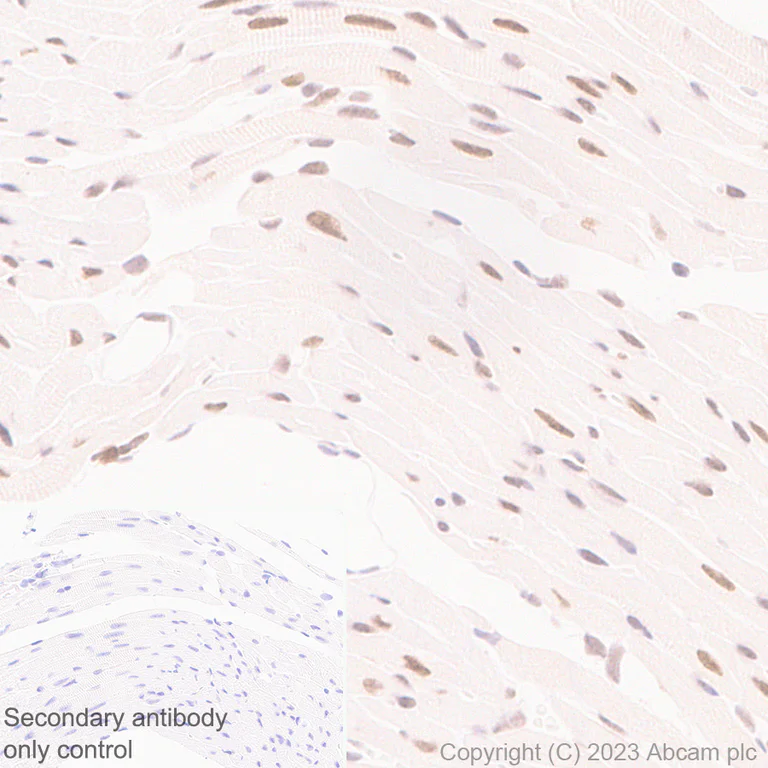 Immunohistochemistry (Formalin/PFA-fixed paraffin-embedded sections) - Anti-TCPTP antibody [EPR28199-34] - BSA and Azide free (AB314497)