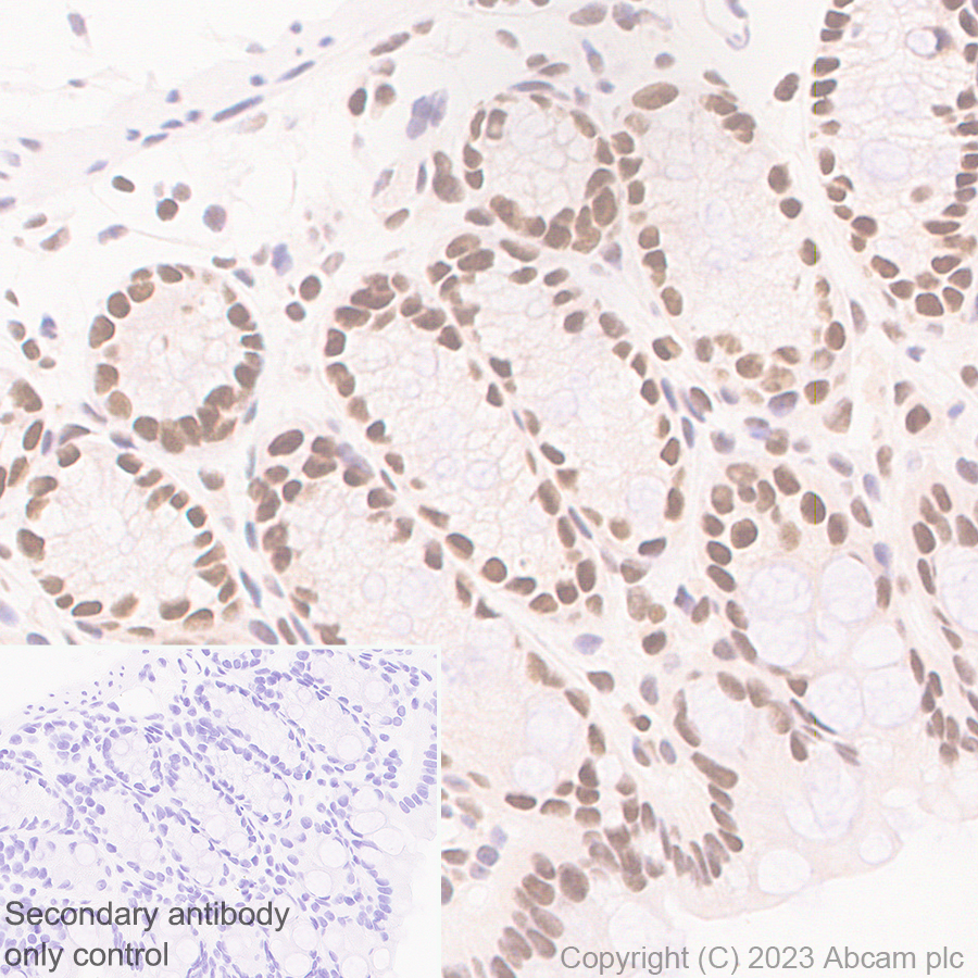 Immunohistochemistry (Formalin/PFA-fixed paraffin-embedded sections) - Anti-TCPTP antibody [EPR28199-34] - BSA and Azide free (ab314497), expandable thumbnail