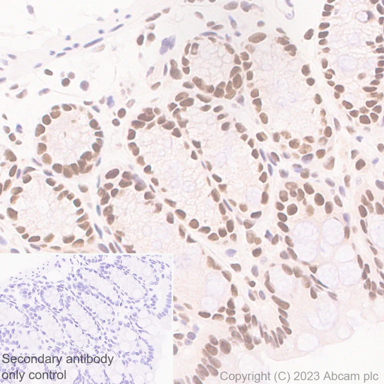 Immunohistochemistry (Formalin/PFA-fixed paraffin-embedded sections) - Anti-TCPTP antibody [EPR28199-34] - BSA and Azide free (AB314497)