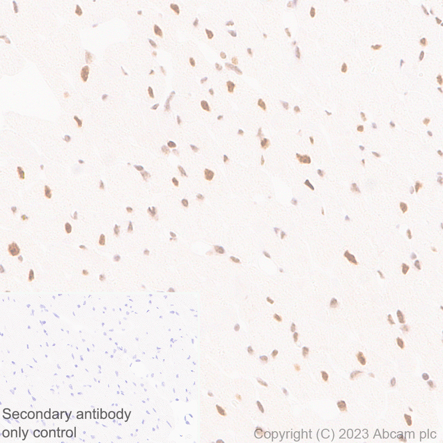 Immunohistochemistry (Formalin/PFA-fixed paraffin-embedded sections) - Anti-TCPTP antibody [EPR28199-34] - BSA and Azide free (AB314497), expandable thumbnail