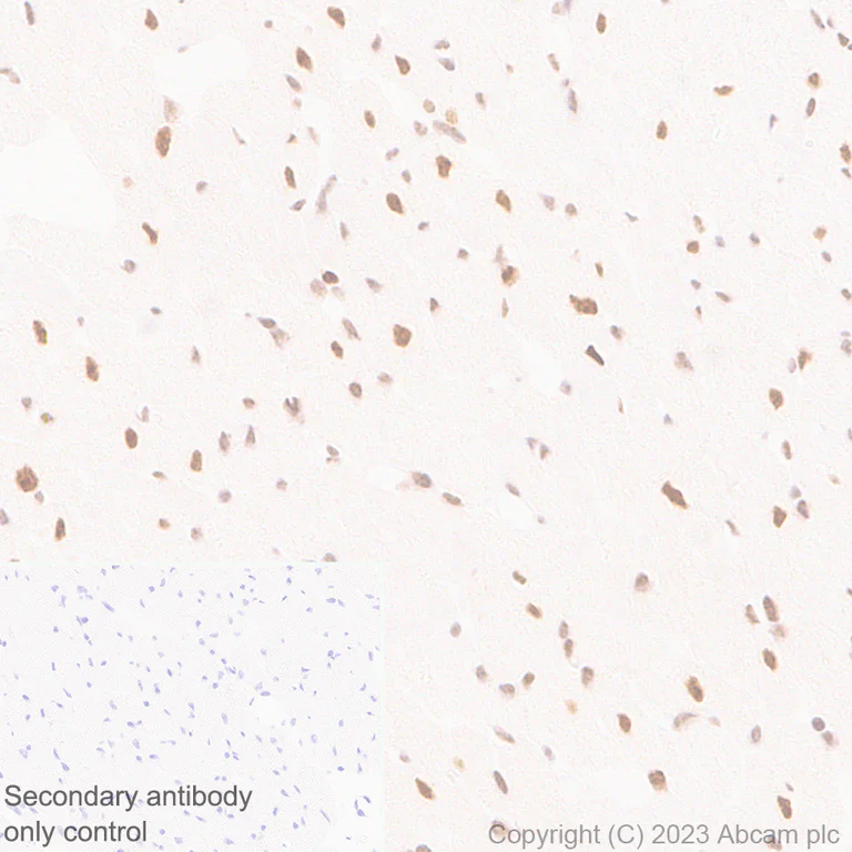 Immunohistochemistry (Formalin/PFA-fixed paraffin-embedded sections) - Anti-TCPTP antibody [EPR28199-34] - BSA and Azide free (AB314497)