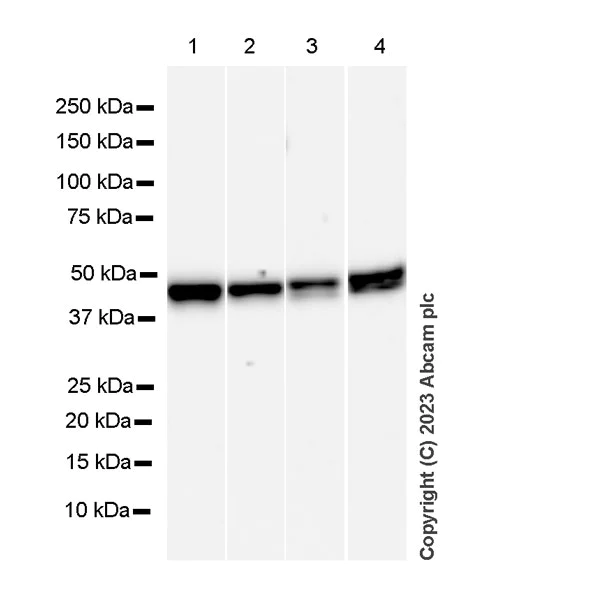 Western blot - Anti-TCPTP antibody [EPR28199-34] - BSA and Azide free (AB314497)