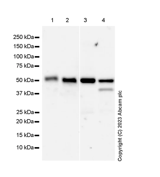 Western blot - Anti-TCPTP antibody [EPR28199-34] - BSA and Azide free (AB314497)