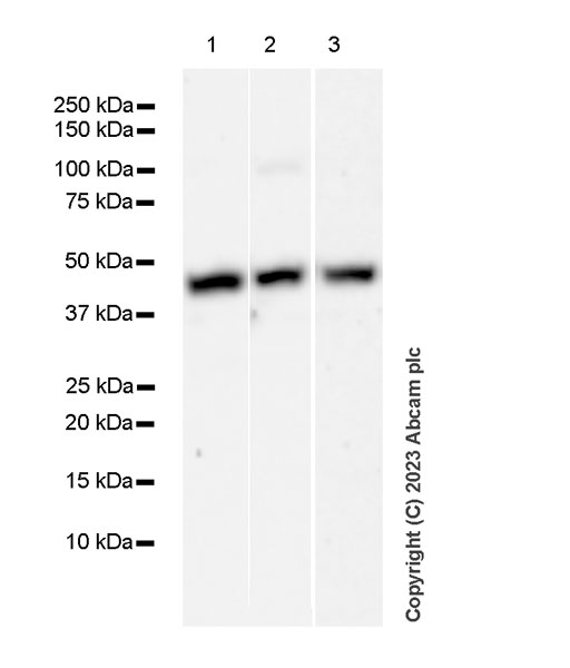 Western blot - Anti-TCPTP antibody [EPR28199-34] - BSA and Azide free (AB314497), expandable thumbnail