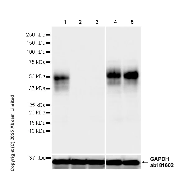 Western blot - Anti-TCR alpha antibody [EPR29621-40] - BSA and Azide free (AB324535)