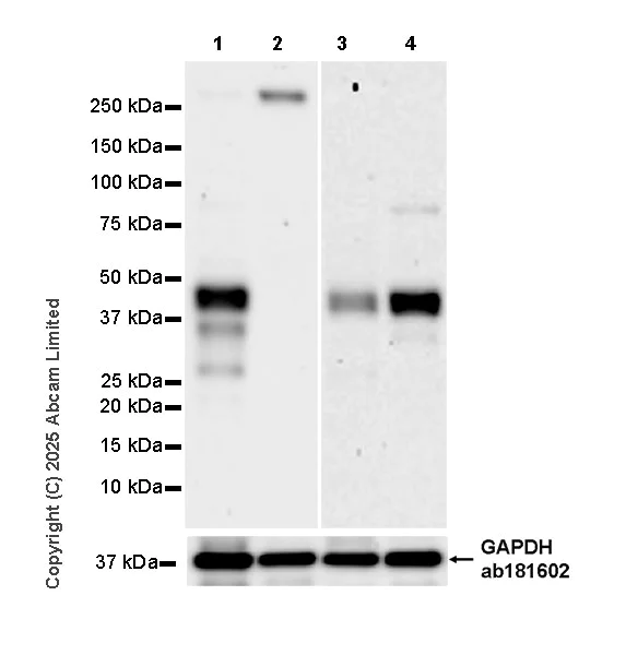 Western blot - Anti-TCR alpha antibody [EPR29621-40] - BSA and Azide free (AB324535)