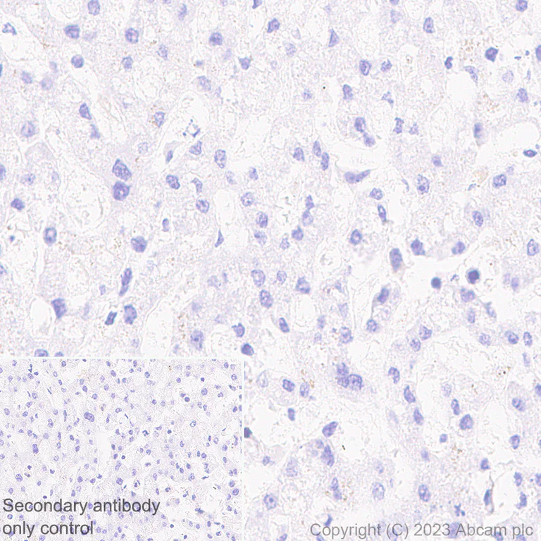 Immunohistochemistry (Formalin/PFA-fixed paraffin-embedded sections) - Anti-TCR beta antibody [EPR24928-66] (AB315324)