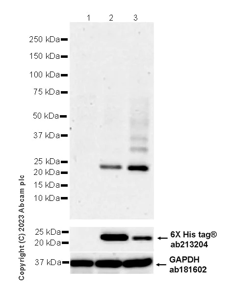 Western blot - Anti-TCR beta antibody [EPR24928-66] (AB315324)