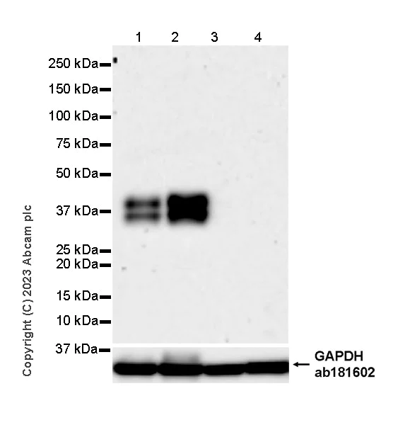 Western blot - Anti-TCR beta antibody [EPR24928-66] - BSA and Azide free (AB315325)