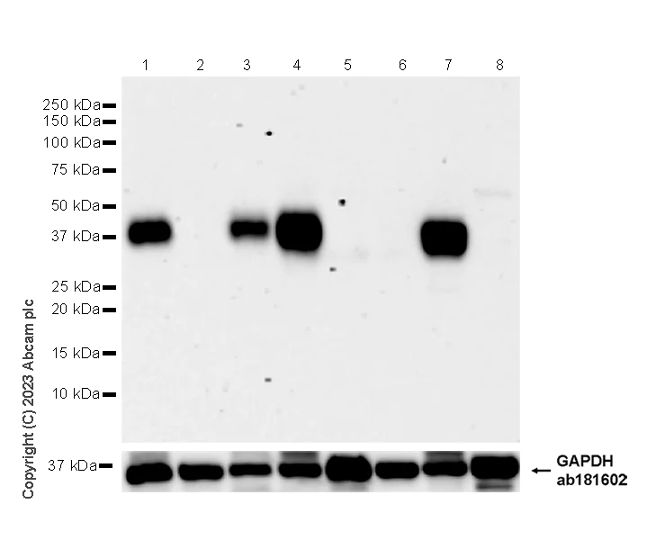 Western blot - Anti-TCR beta antibody [EPR27870-34] (AB313579)