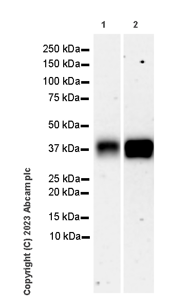Western blot - Anti-TCR beta antibody [EPR27870-34] (AB313579), expandable thumbnail