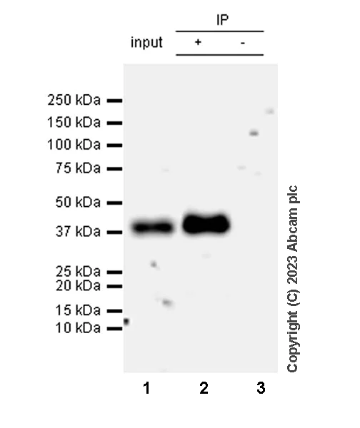 Immunoprecipitation - Anti-TCR beta antibody [EPR27870-34] - BSA and Azide free (AB313580)