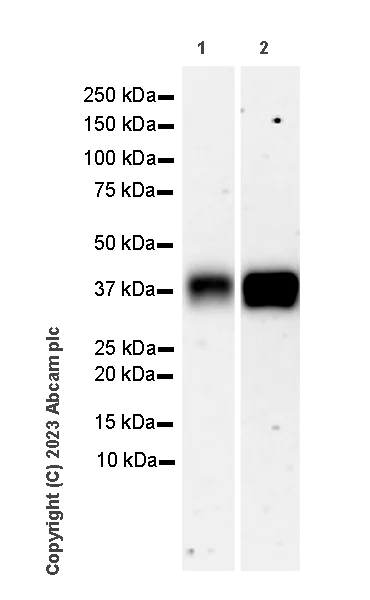 Western blot - Anti-TCR beta antibody [EPR27870-34] - BSA and Azide free (AB313580)
