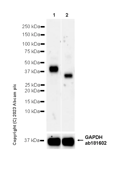 Western blot - Anti-TCR beta antibody [EPR27870-34] - BSA and Azide free (AB313580)