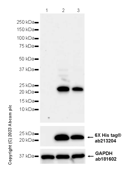 Western blot - Anti-TCR beta antibody [EPR27870-34] - BSA and Azide free (AB313580)