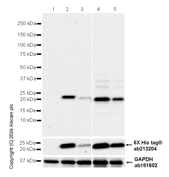 Western blot - Anti-TCR beta antibody [RM2056] (AB318205), expandable thumbnail
