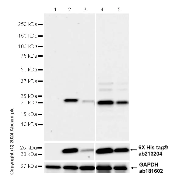 Western blot - Anti-TCR beta antibody [RM2056] - BSA and Azide free (AB318206)
