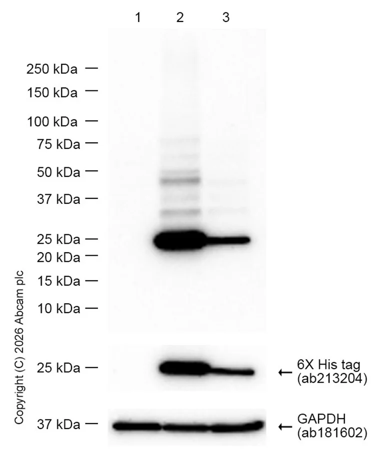 Western blot - Anti-TCR beta antibody [SP305] - BSA and Azide free (AB325979)