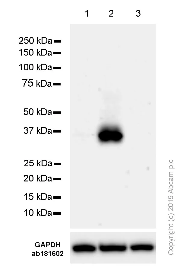 Western blot - Anti-TCR beta antibody [SP305] - BSA and Azide free (AB325979)