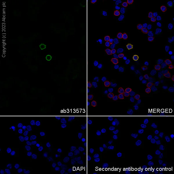 Immunocytochemistry/ Immunofluorescence - Anti-TCR delta antibody [EPR27043-16] - BSA and Azide free (AB313574)
